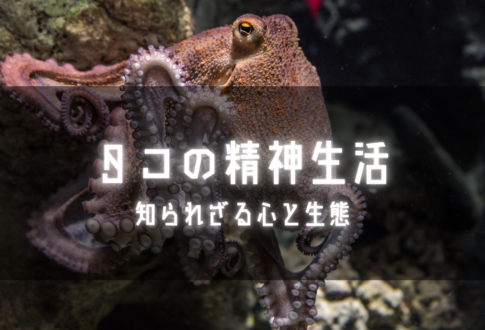 タコの世親生活