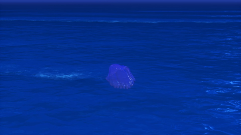 海に浮かぶベール